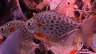 Silver Dollars Spotted metynnis Metynnis maculatus [upl. by Elam]