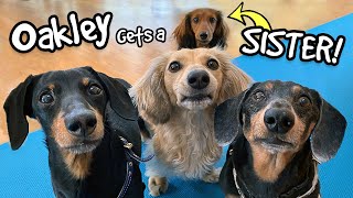 Oakley Gets a SISTER  Say hi to quotDelilahquot the Puppy Dachshund [upl. by Soinotna]