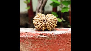 🔴 LIVE Gauri Shankar Rudraksha  Xray Testing Nepali Rudraksha UNCUT VIDEO [upl. by Ewall]