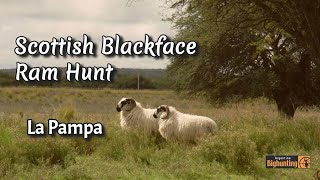 Argentina Big Hunting Scottish Blackface Ram Hunt [upl. by Einaffyt438]