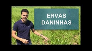 COMO ACABAR COM AS ERVAS DANINHAS [upl. by Ayad]