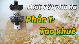 Phần 1 Tảo Khuê BACILLARIOPHYTA qua lăng kính hiển vi  Bình Minh Capital  1900 866 636 [upl. by Teddy]