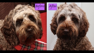 How to Layer Labradoodle Ears Demo [upl. by Irbmac]