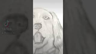 Sketch Drawing Dog Portrait Pencil Artist [upl. by Bobbe116]