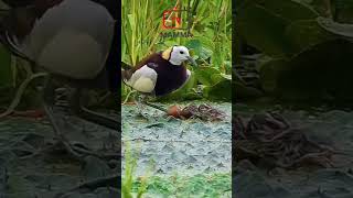 New Life Begins Pheasanttailed Jacana Chicks Hatch youtubeshorts shorts short birds wonder [upl. by Robbin]