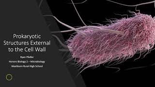 Prokaryotic Structures External to the Cell Wall [upl. by Farrel345]