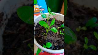 Grow Stock From Seeds How to sow Stock Stock Seeds Germination Day 20 shorts gardening trending [upl. by Ahtebat]