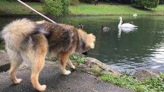 Bentley The Pomsky Barks At Ducks [upl. by Dougal533]