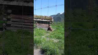 Grizzly bear enjoying the sun outside the cabin [upl. by Parrott]