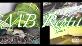 NEW CMB REPTILES COMPANY [upl. by Baptista]