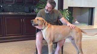 Why To Get A Rhodesian Ridgeback [upl. by Errot]