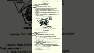 volvox practical bsc part 1 zoology [upl. by Almita]