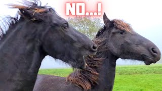 The ultimate herd behavior of the Friesian horses And how do I recognize them [upl. by Zehc]