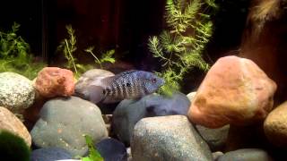 Texas amp Salvini cichlids smashing crickets [upl. by Neelyam]