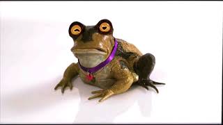 Live action hypnotoad Fanorama futurama everybody loves hypnotoad full episode [upl. by Gualtiero]