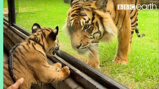 Cubs Meet Adult Tiger for the First Time  Tigers About The House  BBC Earth [upl. by Primaveria]