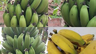 como amadurecer banana rápido de forma natural em apenas três dias [upl. by Aramat]