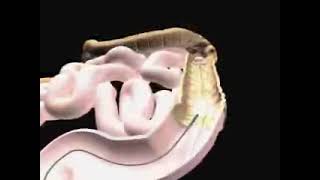 medical visuals colon endoscopy explainer video [upl. by Ennayk838]