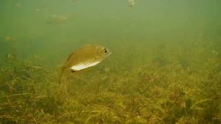 Brisbane River deep freshwater area near Ipswich Queensland Australia [upl. by Yelmene]