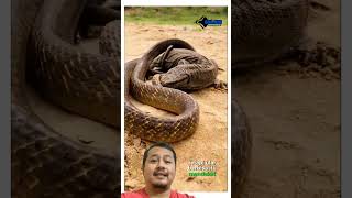 Momen Langka Pertarungan Epik Biawak vs Ular animals dalananimals [upl. by Onfroi]