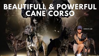 Cane Corso The Most Misunderstood Dog Breed [upl. by Anitteb]