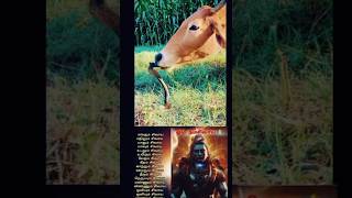 Engum Shivaya devotional song சிவ சிவ mahadev status சிவாய நம [upl. by Mencher]