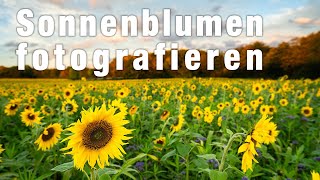 Fotografieren im herbstlichen Sonnenblumenfeld [upl. by Snehpets97]