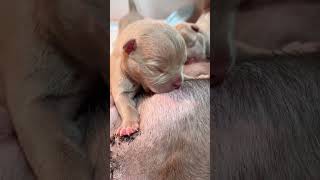 Cute Puppy Videos  Adorable Puppies Nursing from Mom puppy cutepuppy puppyvideos [upl. by Annahael]