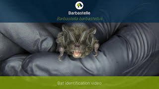 Barbastelle bat Barbastella barbastellus identification training video [upl. by Lerual]