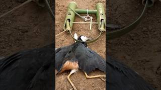 make white breasted waterhen trap [upl. by Yllak]