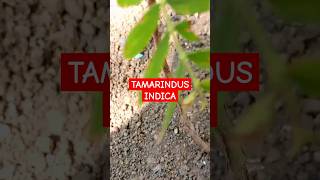 Bonsai guide for the Tamarind Bonsai tree Tamarindus indica [upl. by Menell]