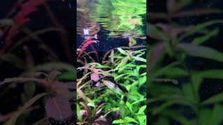 New Chihiros b seriesexplore fishaquarium fish tankfishbowl aquariumplants shorts viralvideo [upl. by Rodgers]