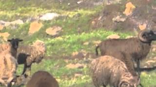 BOWHUNTING BIG ISLAND SHEEP W quot HAWAIIAN BOWHUNTERquot AND DON GUTIERRES OF ALL UNIQUE CAMO [upl. by Bej593]