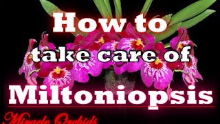 How to take care of miltoniopsis orchids  water fertilize rebloom potting medium amp more [upl. by Mickelson567]