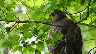 Juvenile Red Tail Hawk Makes Squirrel Mad [upl. by Isewk516]