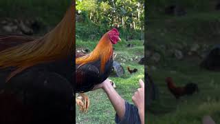 Roundhead gamefowlchickenfarm chicken sabongkali rooster [upl. by Zimmermann]