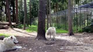 Wildpark Lüneburger Heide Steifzug durch den Tierpark [upl. by Dewie]