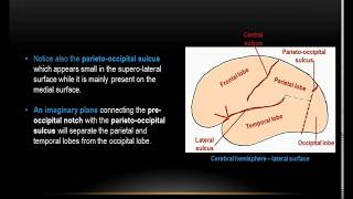 Overview of Cerebrum Practical  Dr Ahmed Farid [upl. by Ace]