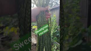 Sweetgrass Harvest shorts sweetgrass hierochloeodorata spiritual medicinal [upl. by Terencio]