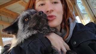 A day in the life of SAVEAFOX Rescue [upl. by Rorke973]