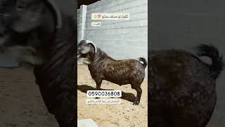 فحل كلهاري بيور صنف المزاحميه explore اكسبلور تيكتوك foryou funny goat animals [upl. by Schilt]