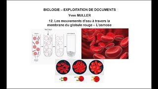 12 Les mouvements d’eau à travers la membrane du globule rouge – L’osmose [upl. by Pierre]