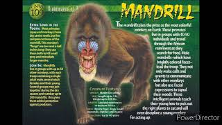 mandrill sound effects [upl. by Yednarb]