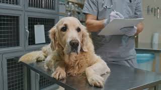 Common Ear Issues in Golden Retrievers and How to Manage Them [upl. by Yekciv]