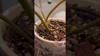 Philodendron Billietiae Billie  Rare Common Houseplant Collection  Plant Care  Home amp Garden [upl. by Azpurua]