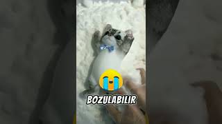 Yapışkan şirin kedi çok güzel bir oyuncak oldu 😱 [upl. by Acireit]