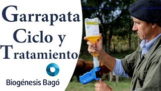 Garrapata en Bovinos  Ciclo y tratamiento Biogénesis Bagó [upl. by Ljoka]