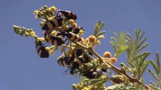 Blister beetles demolish Sweet Thorn flowers [upl. by Atinnod]