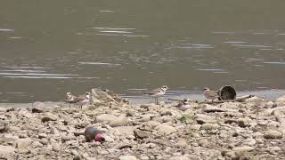 Stormo di Corrieri piccoli di cui uno inanellato  Charadrius dubius [upl. by Atiram]