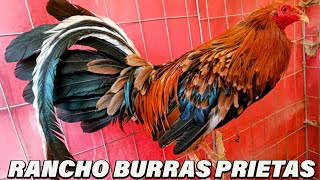 SHOW  Hennie Asil Shamo Hechicero Beautiful Birds Rancho Burras Prietas Eugenio Becerril [upl. by Murrah995]